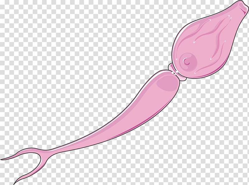 Schistosoma mansoni Schistosoma japonicum Miracidium Schistosomiasis Schistosoma haematobium, others transparent background PNG clipart