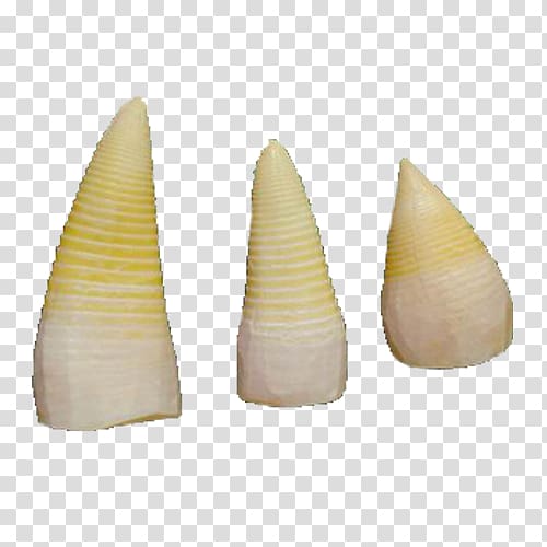 Bamboo shoot, Bamboo shoots product transparent background PNG clipart