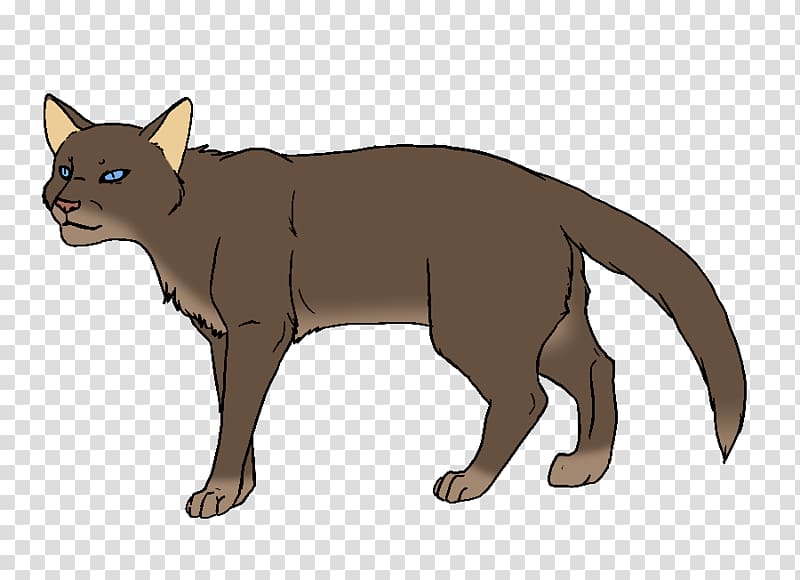 Whiskers Havana Brown Bombay cat Korat Burmese cat, kitten transparent background PNG clipart