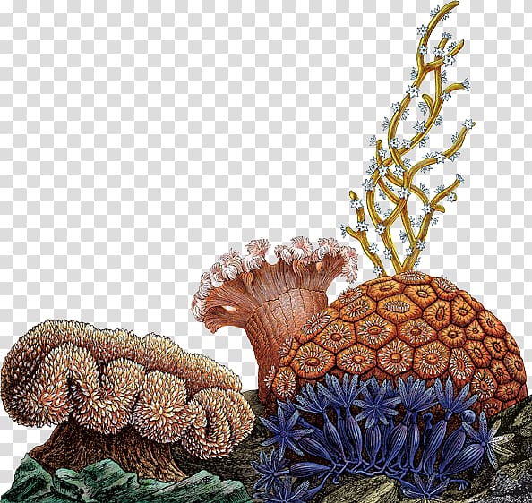 brown, blue, and green sea plants illustrations, Designing for Behavior Change: Applying Psychology and Behavioral Economics Amazon.com Book, coral transparent background PNG clipart