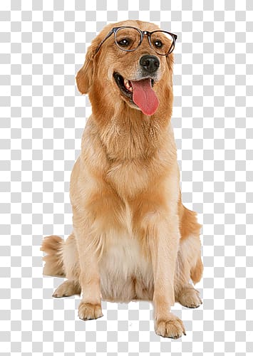 Golden Retriever Labrador Retriever Puppy Dog Toys Chew toy, golden retriever transparent background PNG clipart