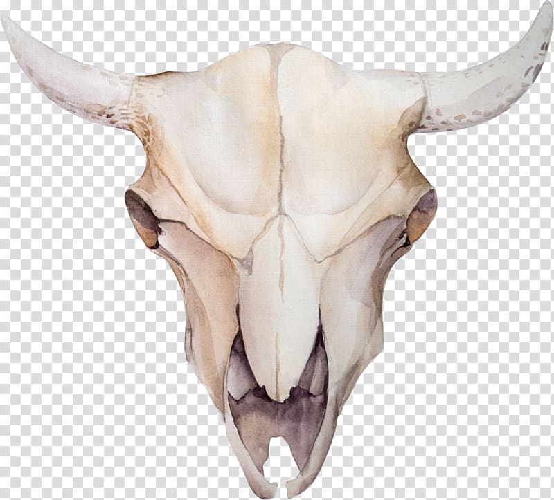 Cattle Skull Feather, Claw transparent background PNG clipart