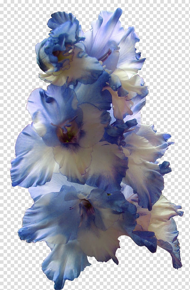 Gladiolus Flower Bulb Larkspur Blue, Gladiolus transparent background PNG clipart