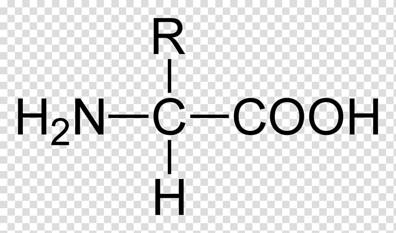 Fatty acid Saturated fat Amino acid Molecule, amino acid transparent background PNG clipart