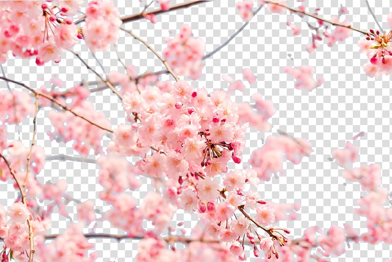 selective focus of cherry blossom flowers, Japan Cherry blossom 4K resolution , Japanese cherry blossom transparent background PNG clipart