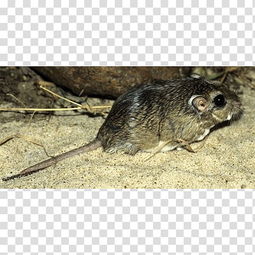 Common degu Computer mouse Fauna Murids Marsupial, Computer Mouse transparent background PNG clipart