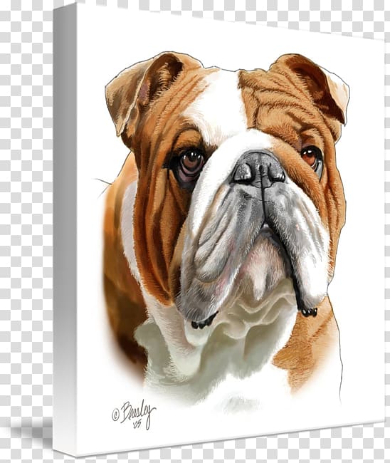 Dorset Olde Tyme Bulldogge Olde English Bulldogge Toy Bulldog Valley Bulldog Australian Bulldog, bulldog drawing transparent background PNG clipart