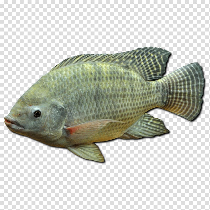 Ornamental fish Tilapia Fishing Juvenile fish, Miguel rivera transparent background PNG clipart