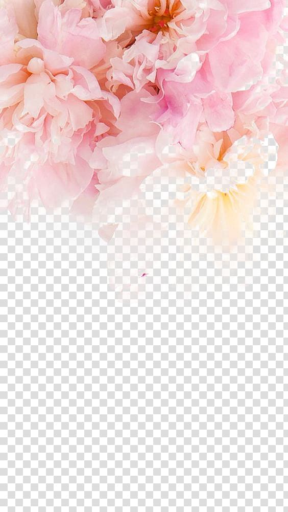 iPhone 6 Plus iPhone 5s Flower , Pink peony, close-up of pink flowers transparent background PNG clipart