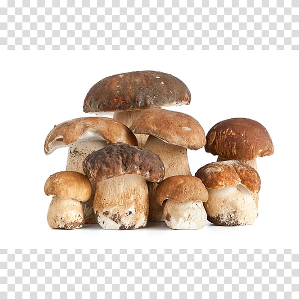 Boletus edulis Edible mushroom Fungus Desktop , mushroom transparent background PNG clipart