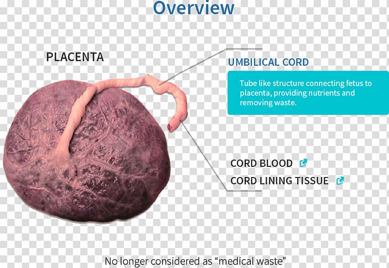 Placental lactogen Pregnancy Embryology Fetal circulation, pregnancy transparent background PNG clipart