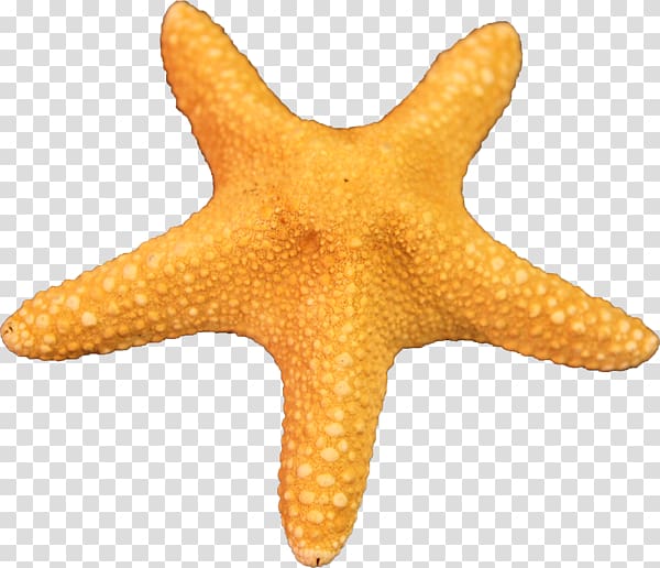 Starfish , Starfish Free transparent background PNG clipart