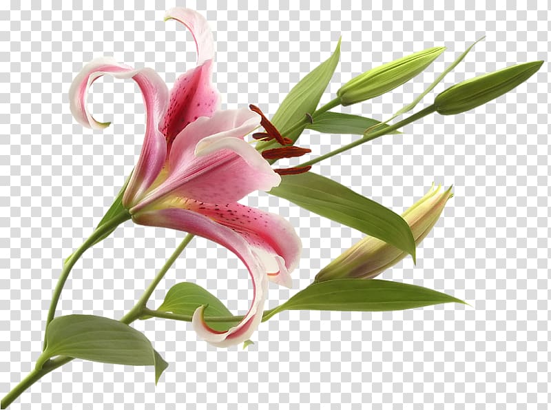 Flower Lilies Madonna Lily Bulb Calla lily, flower transparent background PNG clipart