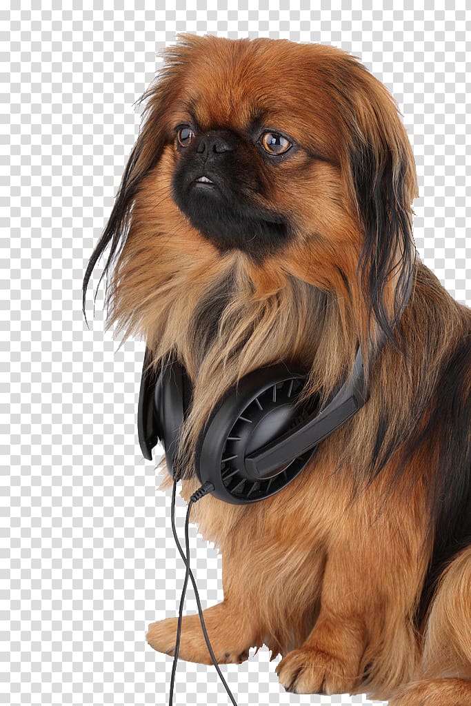 Tibetan Spaniel Chinese Imperial Dog Pekingese iPhone 5s Music, Love the music of the puppy transparent background PNG clipart