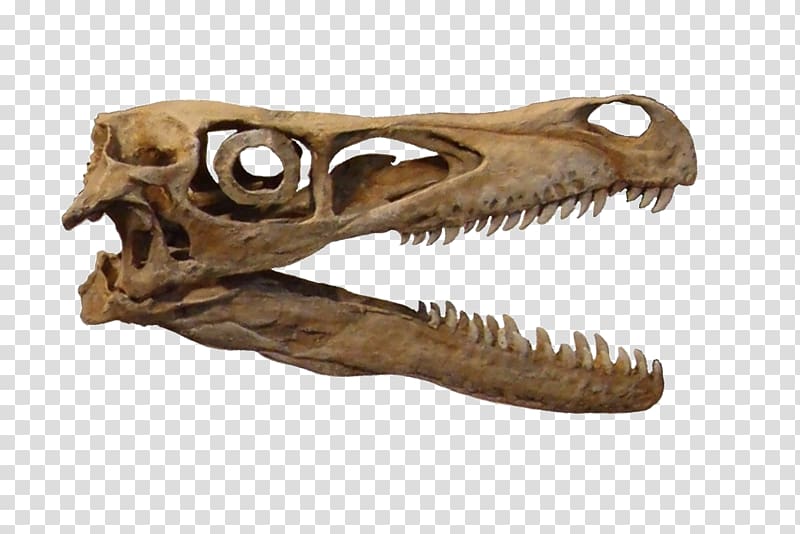 Velociraptor Tyrannosaurus Dinosaur Dromaeosaurus Sclerotic ring, dinosaur transparent background PNG clipart