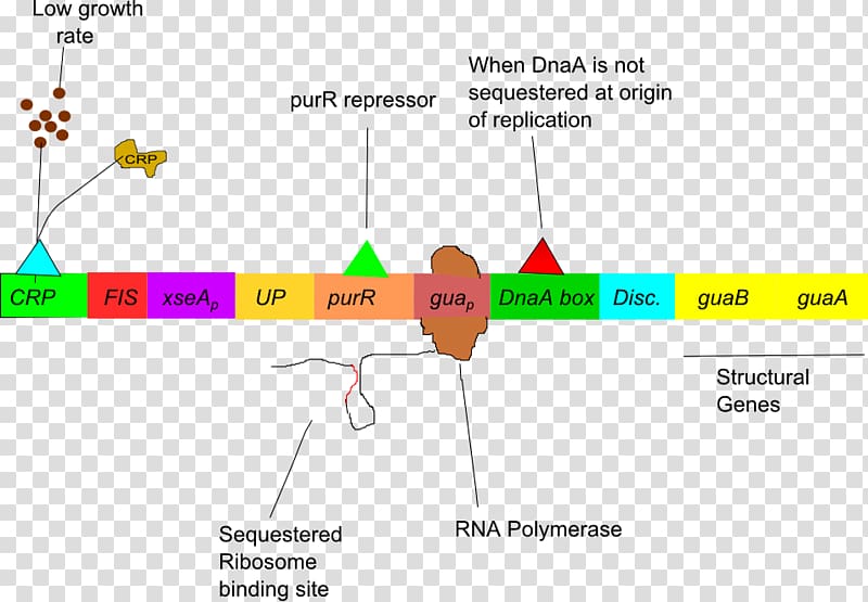 L-arabinose operon Gua Operon Regulation of gene expression lac operon, others transparent background PNG clipart