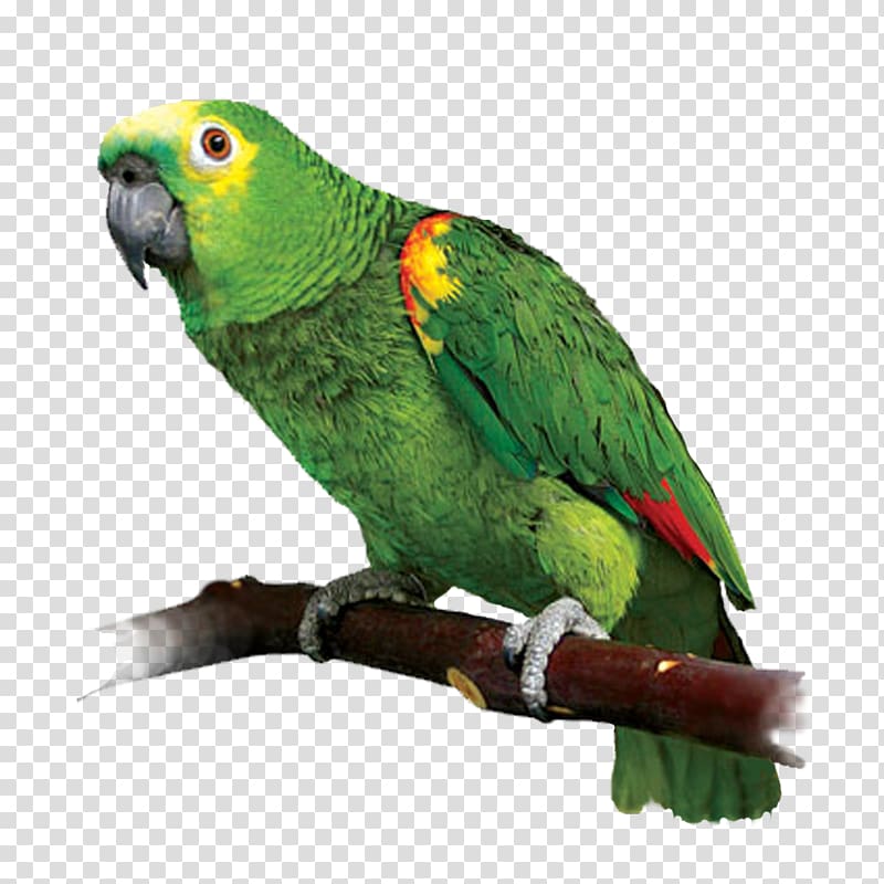 Parrot Lovebird Red-lored amazon Red-crowned amazon, parrot transparent background PNG clipart