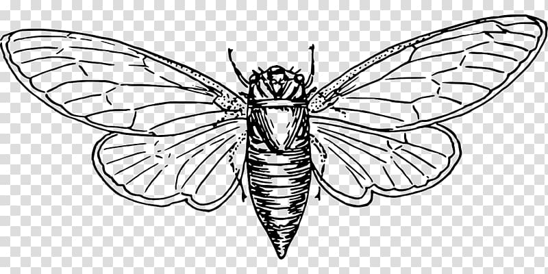 Gears of War Coloring book Australian plague locust Drawing, Gears of War transparent background PNG clipart