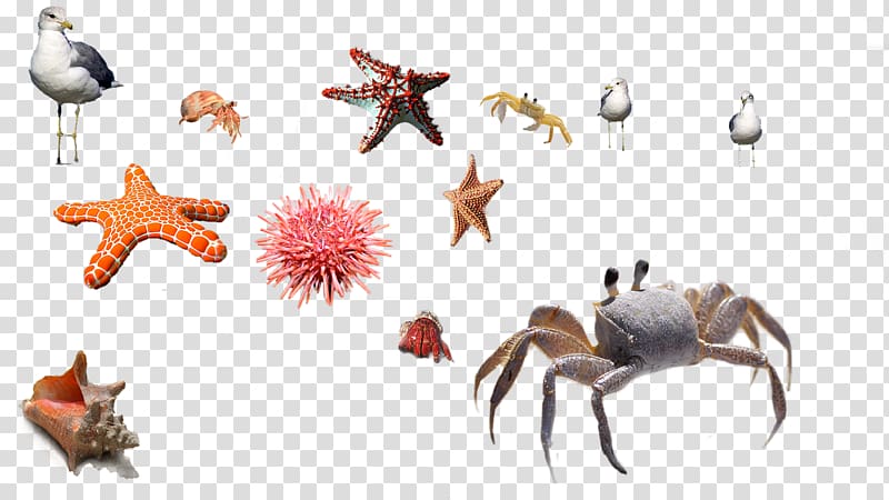 Sea urchin Crab Starfish, starfish transparent background PNG clipart