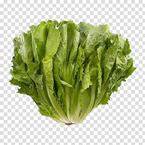 Romaine lettuce Endive Red leaf lettuce Greens Vegetable, vegetable transparent background PNG clipart