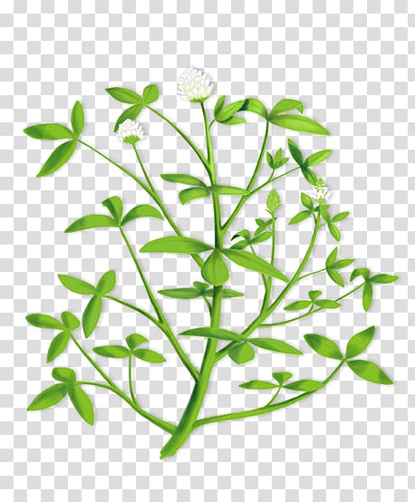 Trifolium alexandrinum Alfalfa Hay Illustration, clover seed transparent background PNG clipart