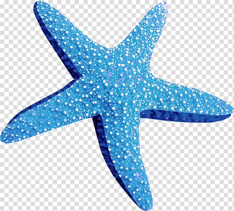 Marine Animals Starfish , starfish transparent background PNG clipart