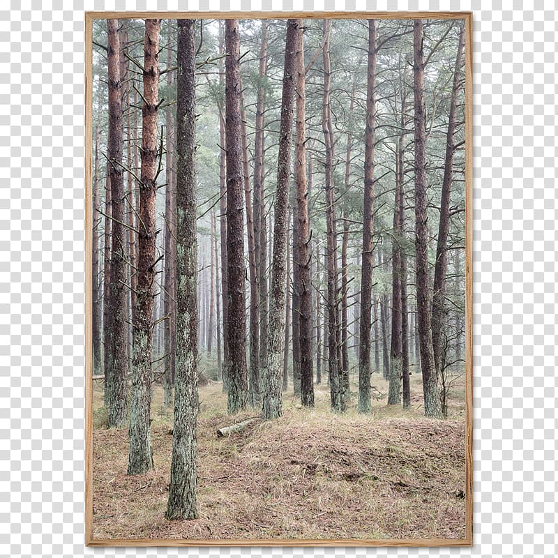 Poster Forest, dense trees transparent background PNG clipart