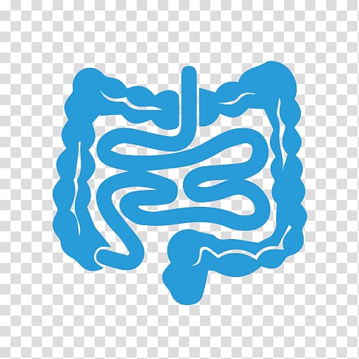 Organ Human body Gastrointestinal tract Pancreas, abdominal pain transparent background PNG clipart