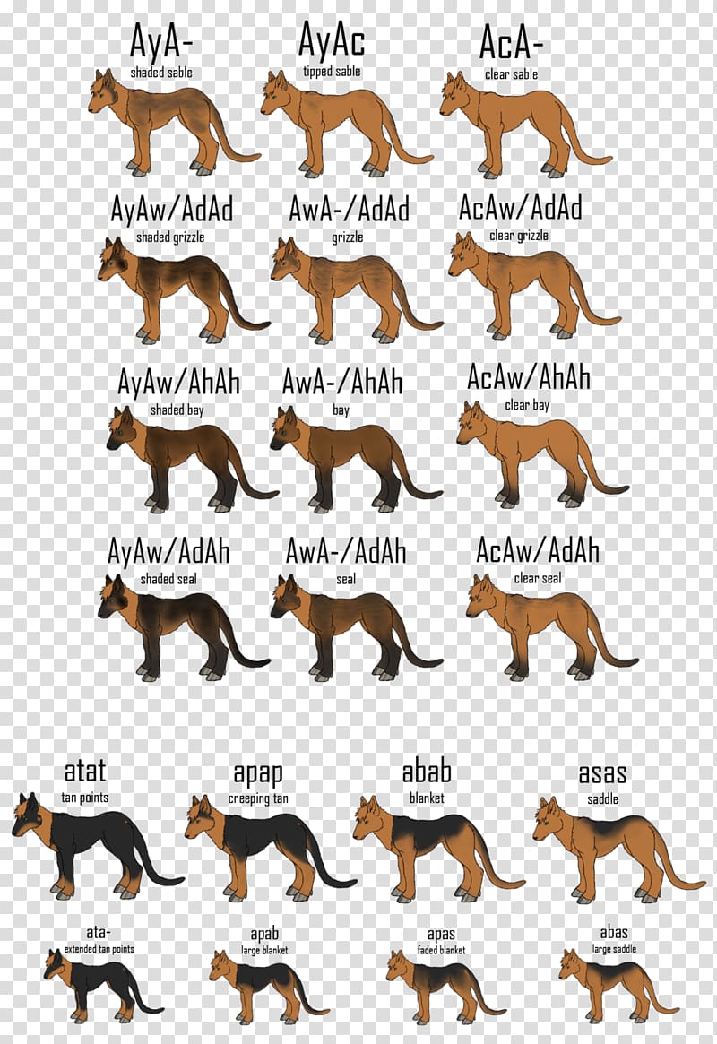 Horse Agouti Pit bull Genetics, horse transparent background PNG clipart