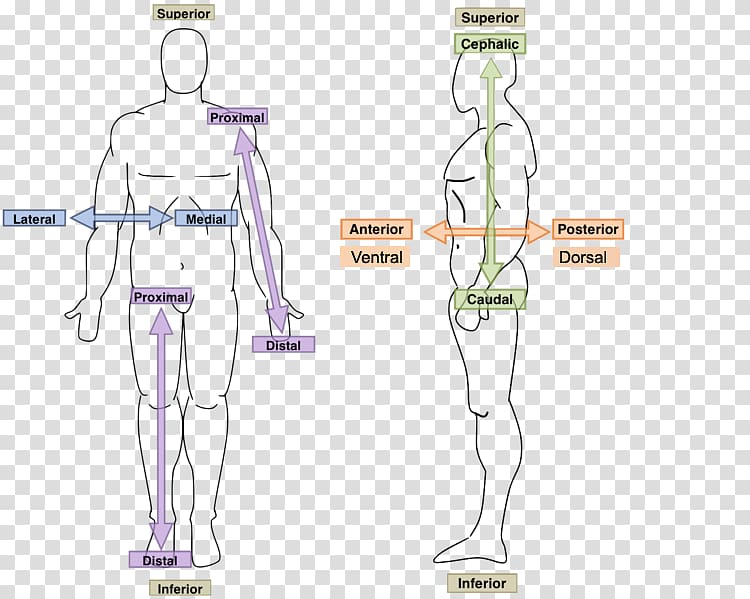 Hand Homo sapiens Human Anatomy & Physiology Human body, hand transparent background PNG clipart