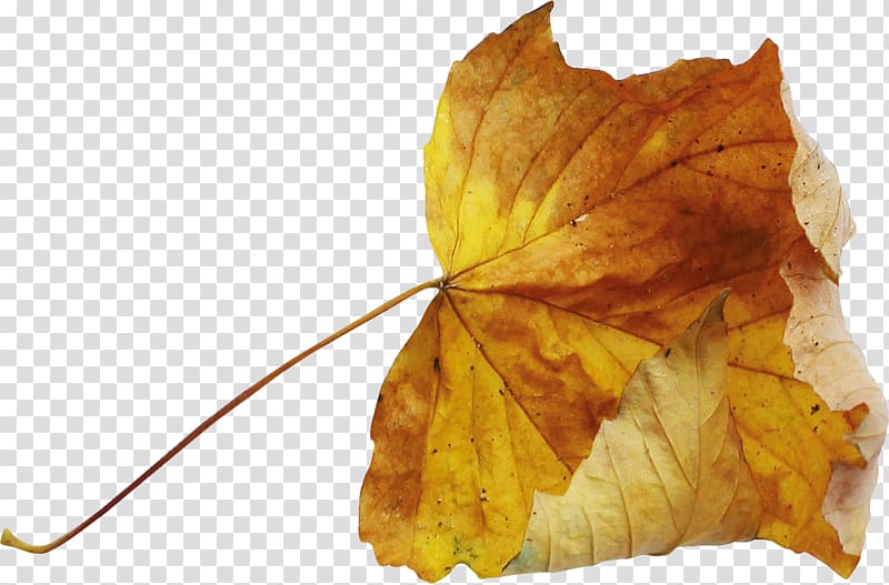 Leaf Autumn Deciduous, Autumn leaves transparent background PNG clipart