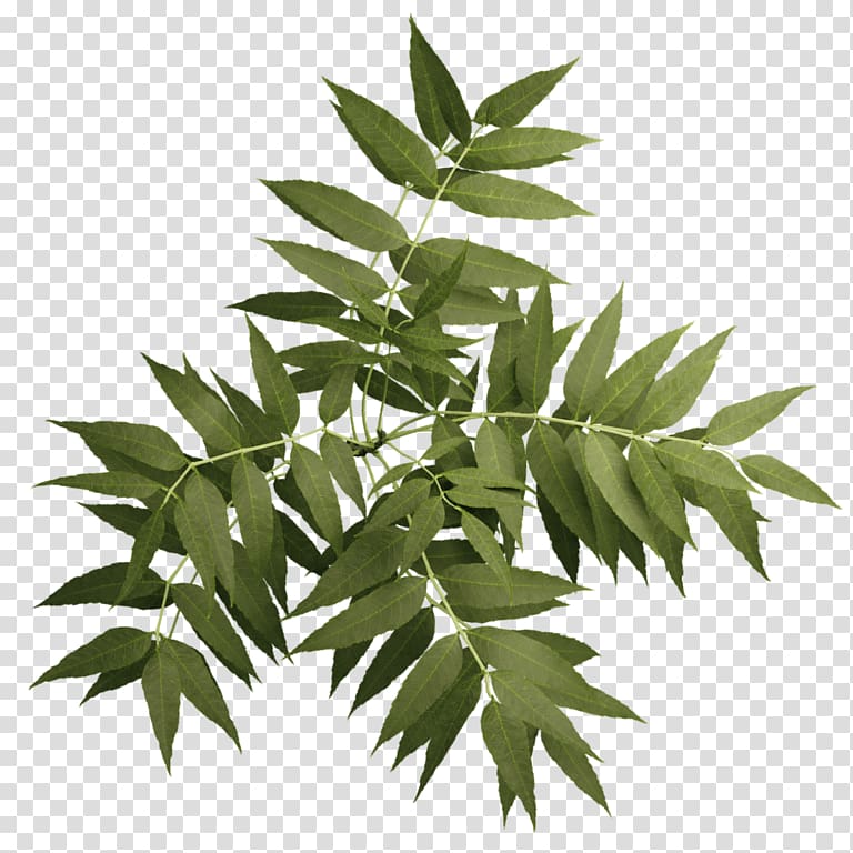Askur Ulmus minor Tree Twig Plant, tree transparent background PNG clipart