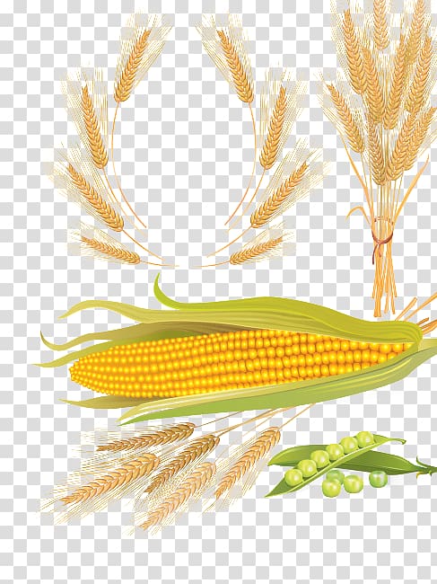 Beer Cereal Wheat Maize, wheat corn transparent background PNG clipart
