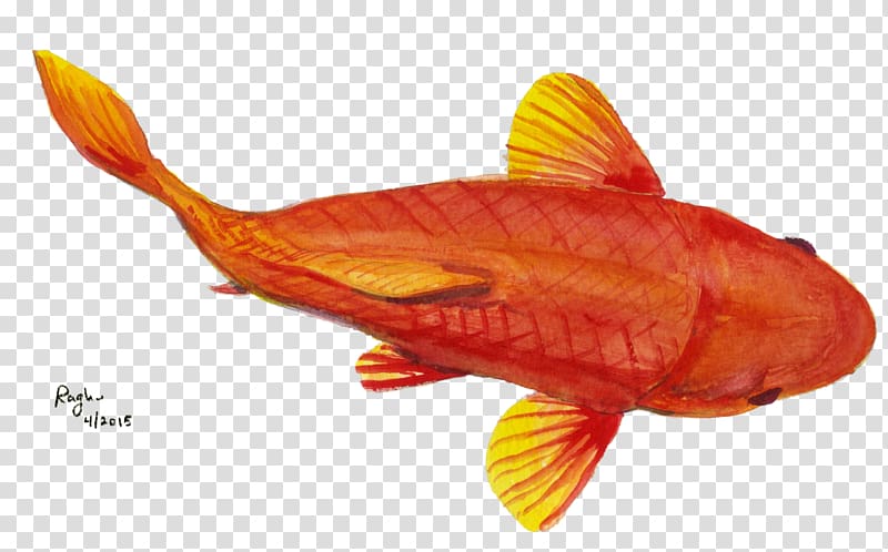 Goldfish Fauna, Stingray fish transparent background PNG clipart