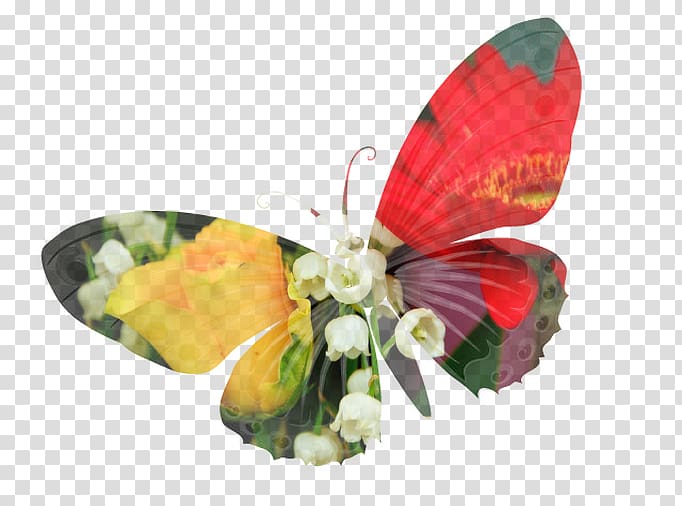 Moth Cut flowers Petal, DBD transparent background PNG clipart