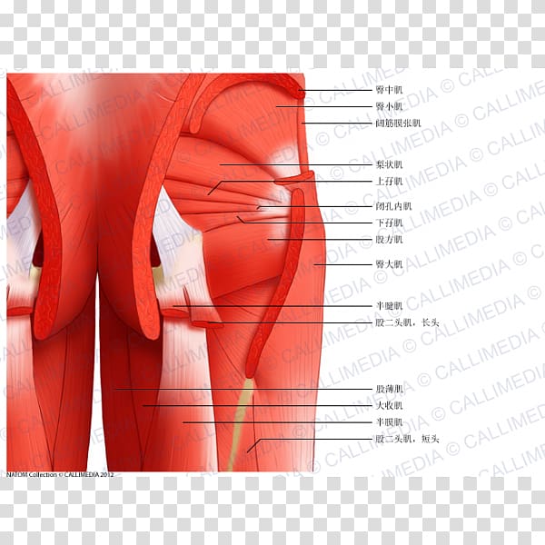 Muscles of the hip Semimembranosus muscle Gluteal muscles Thigh, Muscles Of The Hip transparent background PNG clipart