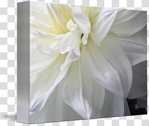 Floral design Gallery wrap Art Canvas, design transparent background PNG clipart thumbnail