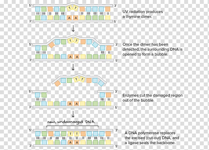 DNA repair Wiring diagram Nucleotide, repairman orginal ] transparent background PNG clipart