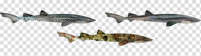 Squaliform sharks Fauna Ecosystem Animal, leopard Shark transparent background PNG clipart