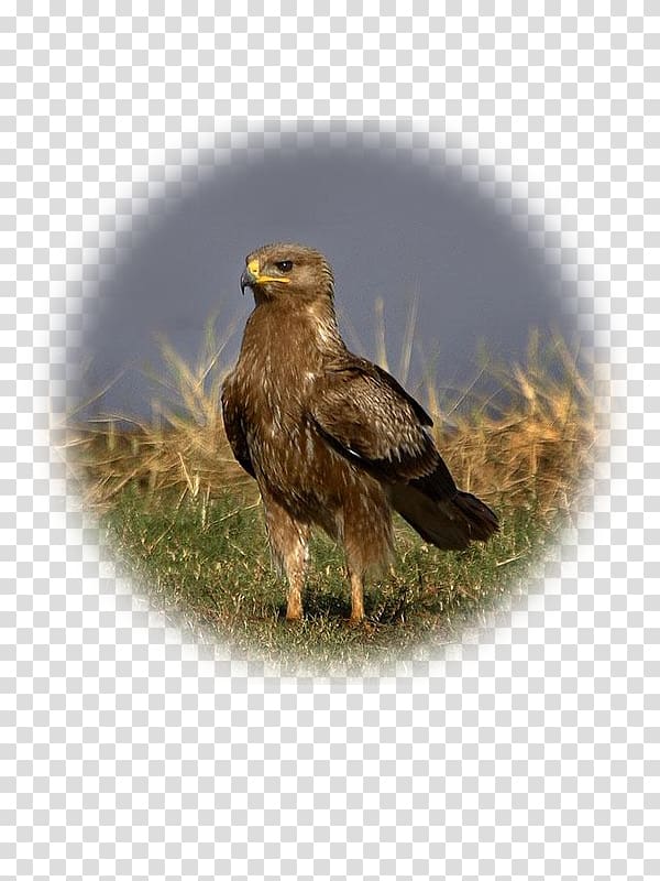 Bald Eagle Lesser spotted eagle Greater Spotted Eagle Golden eagle, eagle transparent background PNG clipart