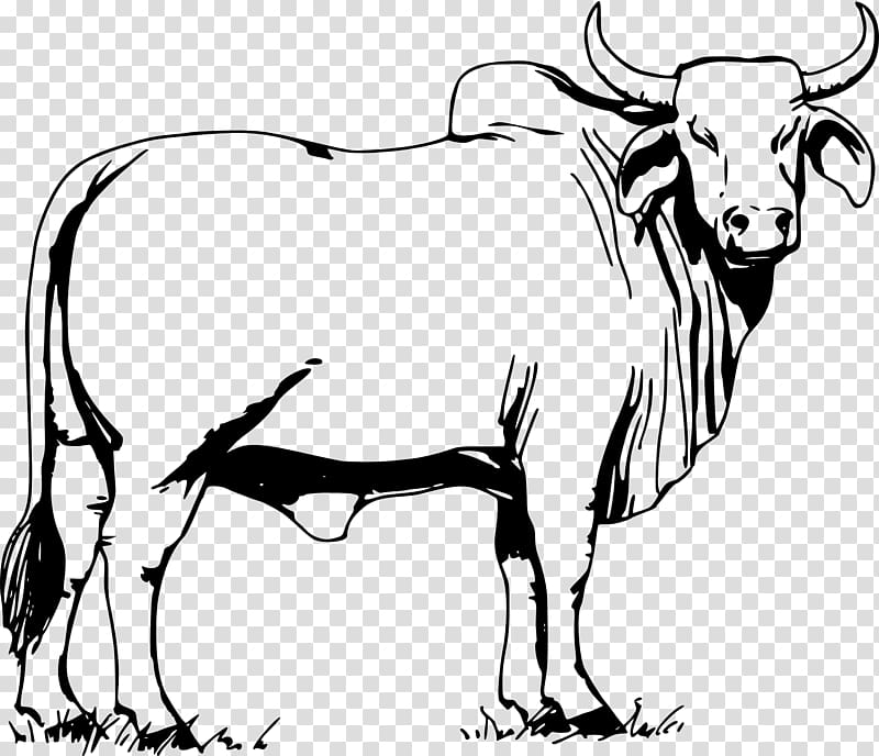 Cattle Ox Bull Drawing , bull transparent background PNG clipart