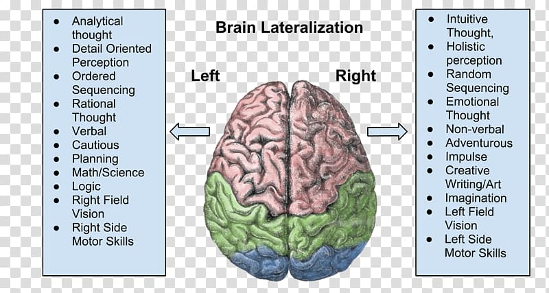 Lateralization of brain function Cerebral hemisphere Human brain Cerebral cortex, on the brain transparent background PNG clipart