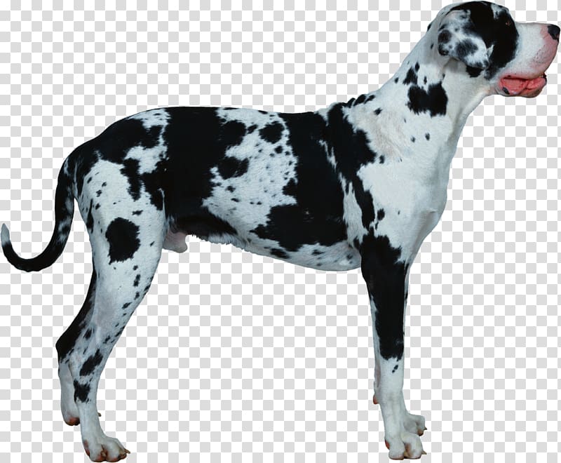 Great Dane Old Danish Pointer Dog breed Catahoula Cur Lhasa Apso, Super dog transparent background PNG clipart
