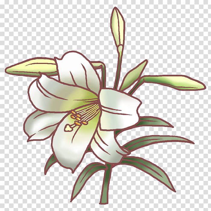 Easter lily Tiger lily Flower Lilium speciosum Illustration, lily transparent background PNG clipart
