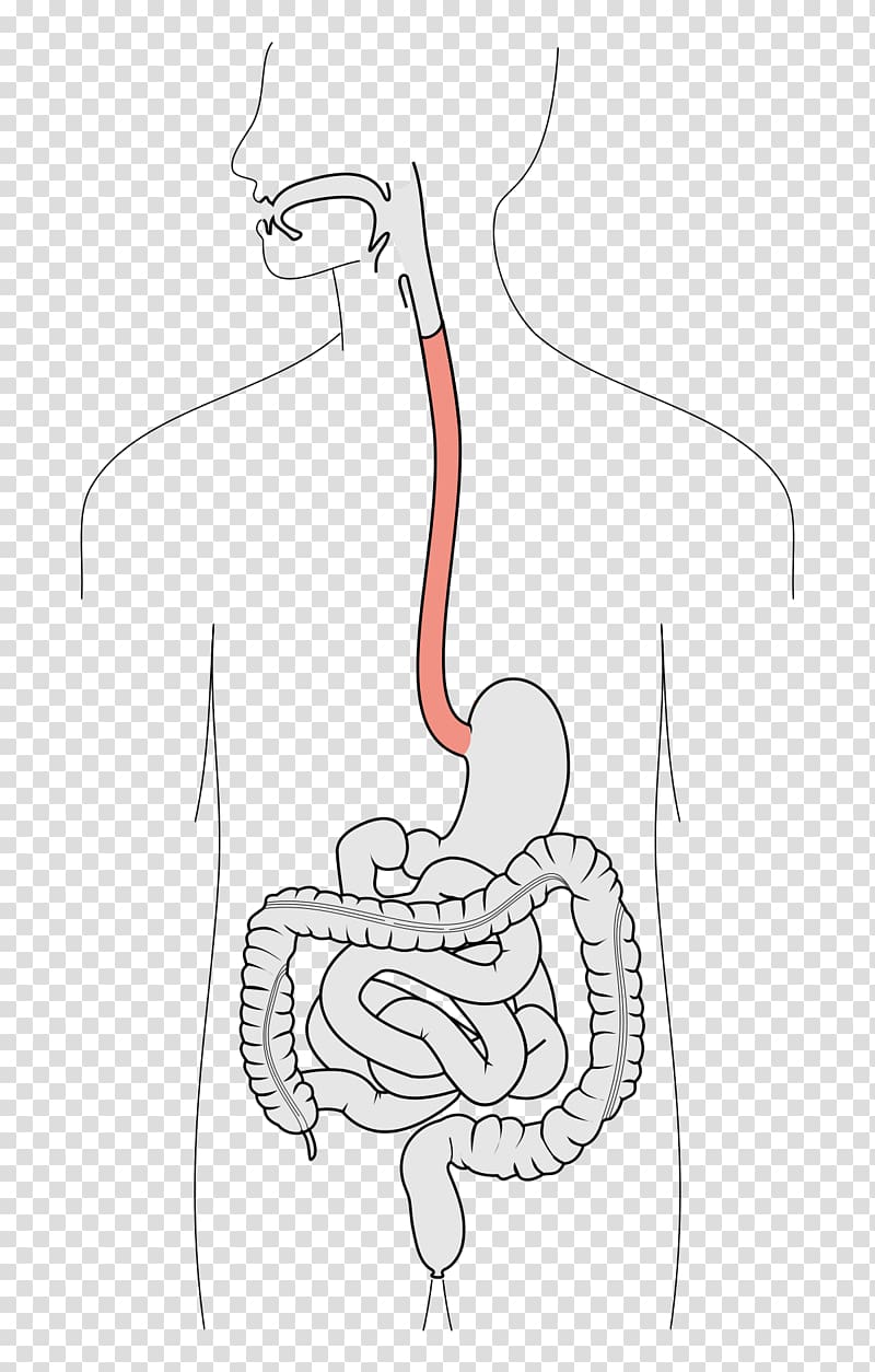 Barrett\'s esophagus Swallowing Function Human digestive system, anatomy transparent background PNG clipart