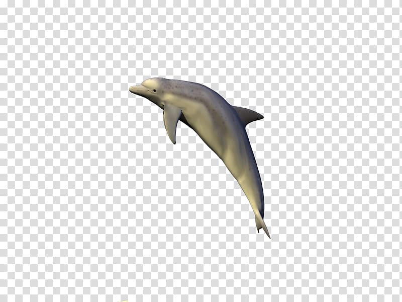 Common bottlenose dolphin Short-beaked common dolphin Tucuxi Rough-toothed dolphin Porpoise, delfines transparent background PNG clipart