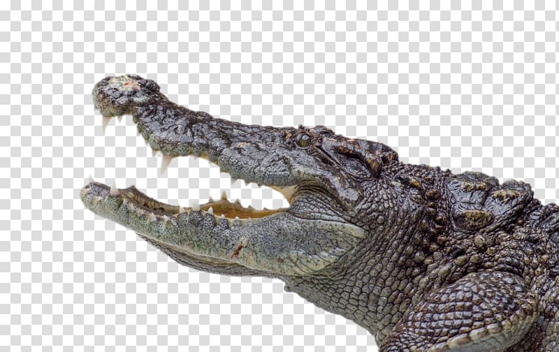 Nile crocodile Alligator Saltwater crocodile, Crocodiles Model transparent background PNG clipart