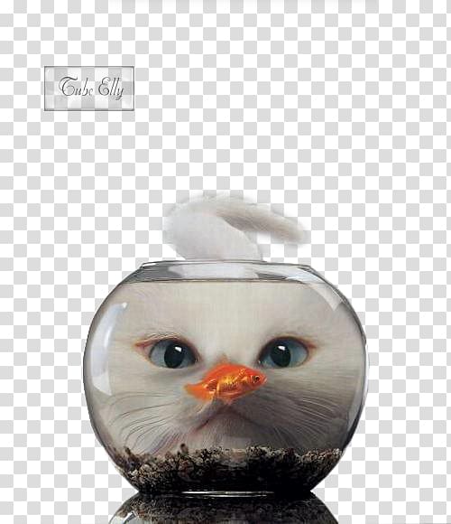 Cat Kitten Aquarium Pet, Cat transparent background PNG clipart