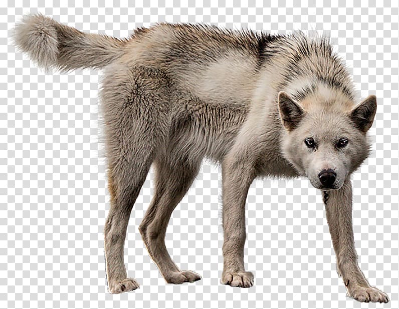 Alaskan tundra wolf Greenland Dog Portable Network Graphics Wolfdog, dd wolf cloak transparent background PNG clipart