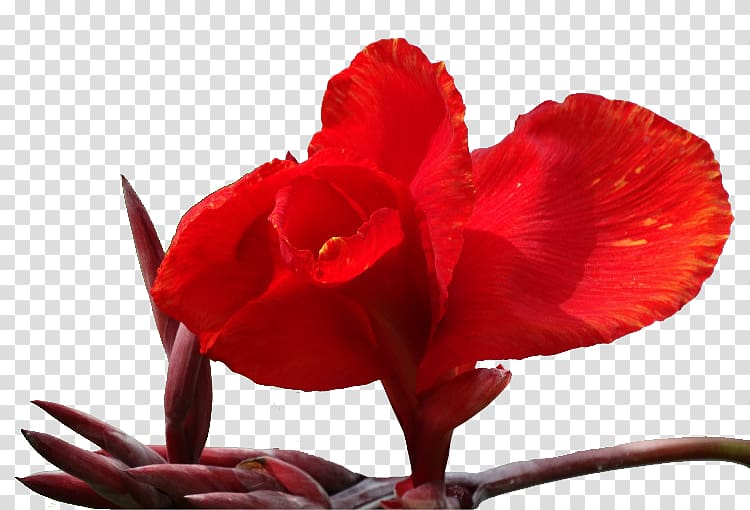 Canna indica Petal Flower, Cannabis transparent background PNG clipart